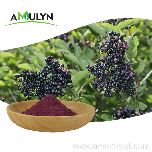 Enhance immunity powder black elderberry extract